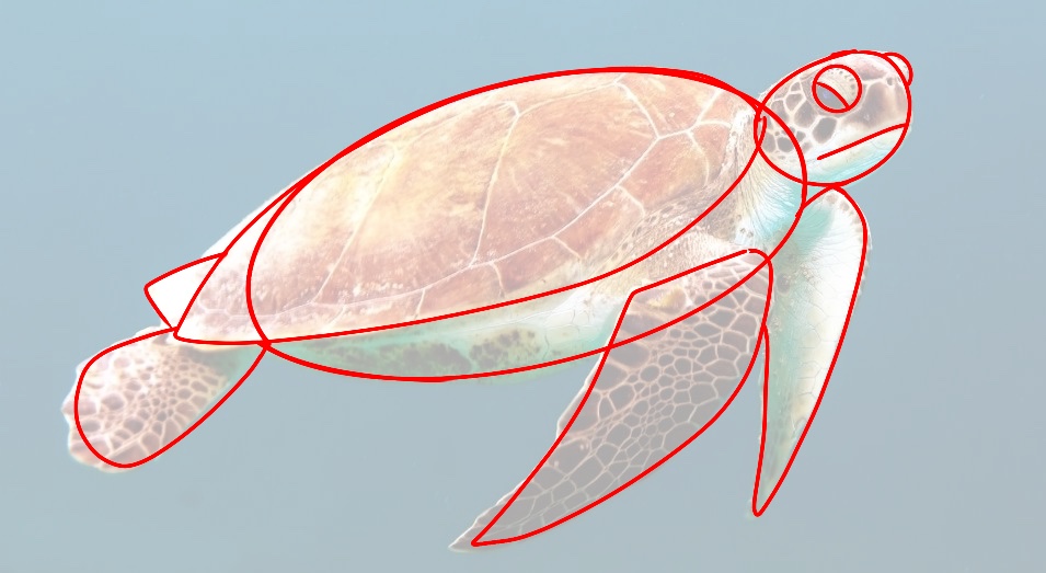 Décomposition de la tortue en formes simples