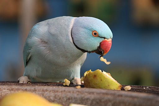 une perruche à collier qui mange une poire