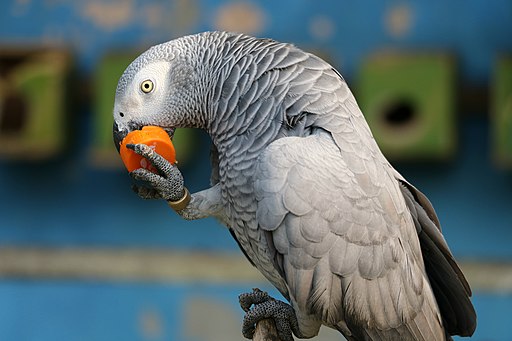 une gris du Gabon qui essaye de manger du plastique