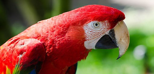 un ara rouge
