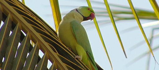 une perruche à collier sur un arbre