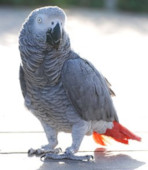 un gris du gabon