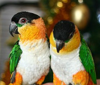 un caique
