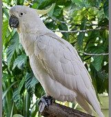 un cacatoès blanc