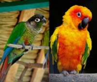 un conure à joues vertes et un conure soleil