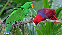 un eclectus
