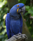 un ara hyacinthe