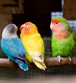 des lovebirds